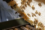 Dryppende honningtavle
